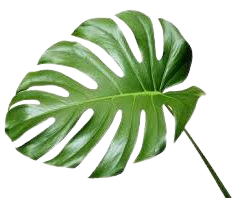 tropical leaf - Google Search
