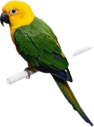yellow and green parrot - Google Search