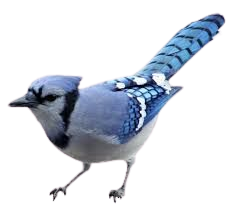 blue jay png - Google Search