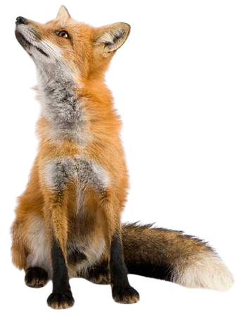 fox 🦊