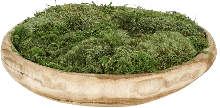 moss bowl