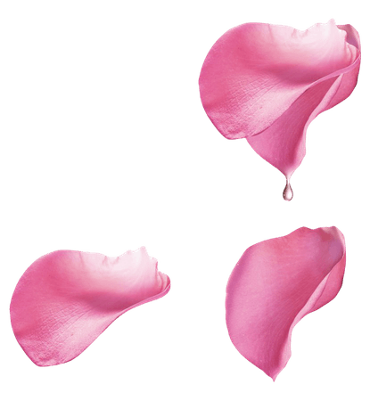 86-861351_pink-rose-petal-floating-material-transparent-pink-rose-petals-png.png (840×912)