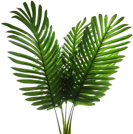 palm fronds - Google Search