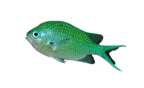 tropical fish png - Google Search