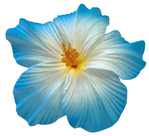 blue hibiscus flower