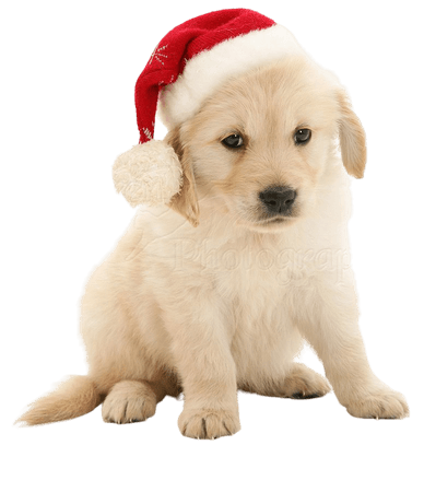 puppy with christmas hat - Google Search