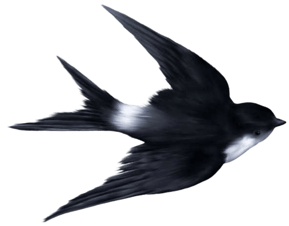Painted Black Swallow, Hand Painted, Black, Swallow PNG Image and Clipart for Free Download