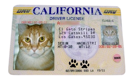 cat license