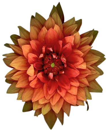 flower orange and pink background - Google Search