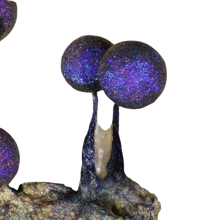 cottage core glitter mushrooms