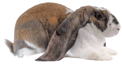 English Lop Rabbit Health Facts by Petplan | Petplan