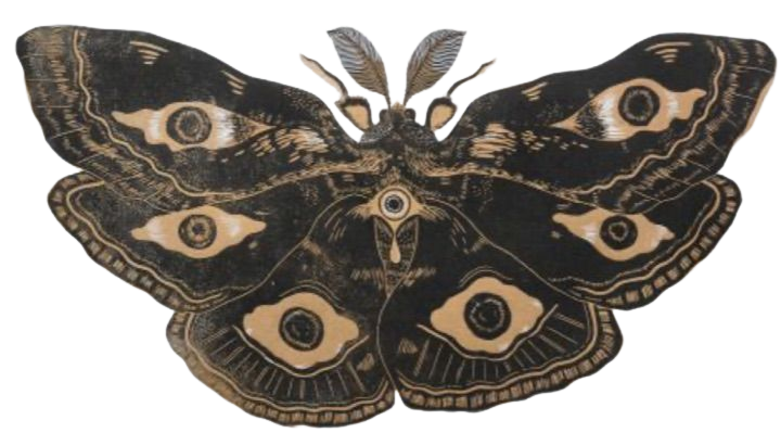 Moth Image