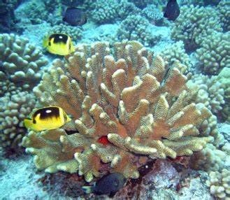 bora bora aquarium coral - Bing images
