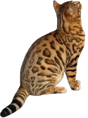 Bengal Cat PNG
