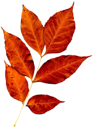 autumn fall leaf filler orange red png