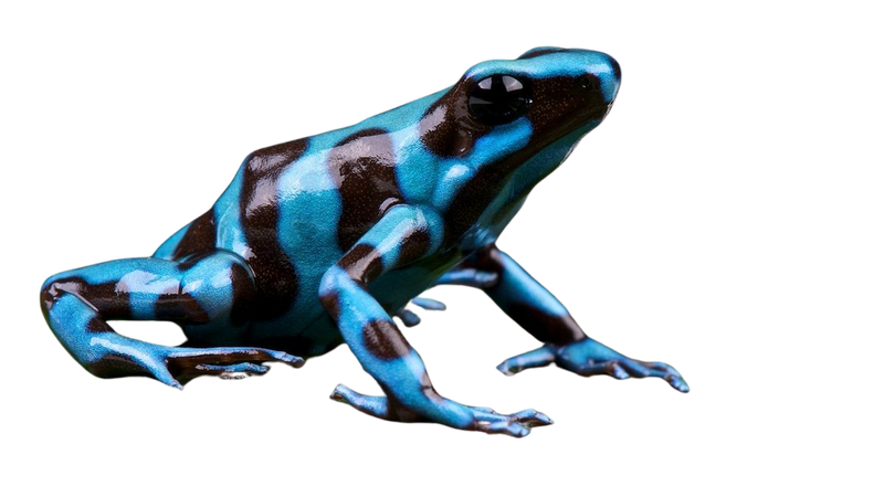 blue poison frog