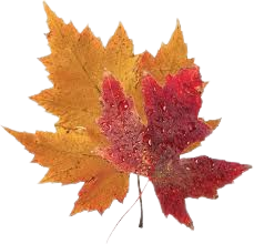fall leaf - Google Search