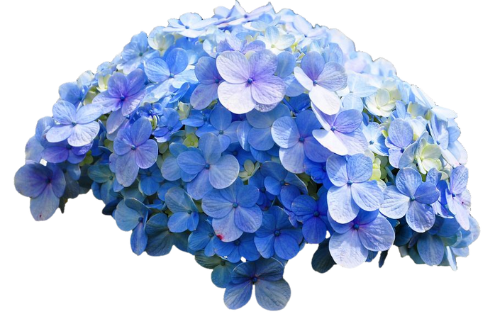 kissclipart-real-blue-flowers-png-clipart-french-hydrangea-flo-dd0cf5e71034e131.jpg (900×580)