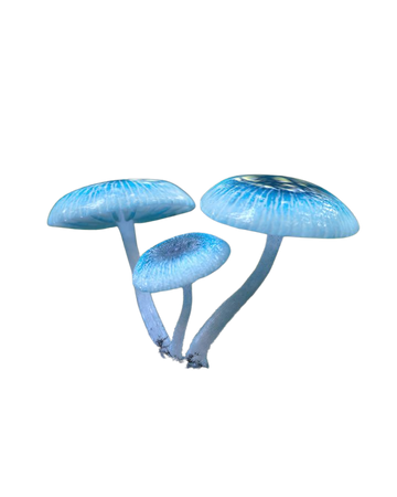 pixie parasol mushroom