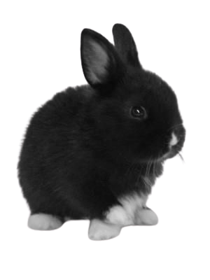 black and white baby bunny