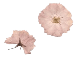 pressed pink flowers