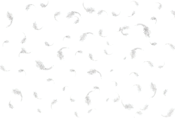 feathers feather overlay png