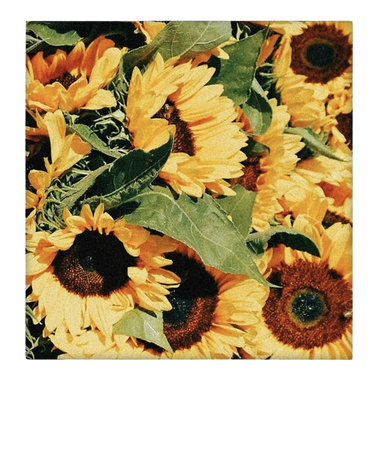 sunflower polaroid