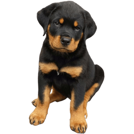 Puppy Info – Vom Hause Noble Rottweilers