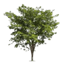 trees png - Google Search