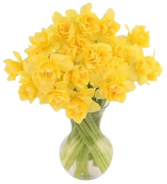 First Sign of Spring Daffodils Bouquet | Spring Flowers | Flower Shop Network