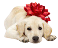 Please….No Dogs or Puppies as Gifts - Cold Nose College