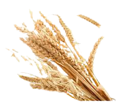 wheat png - Google Search