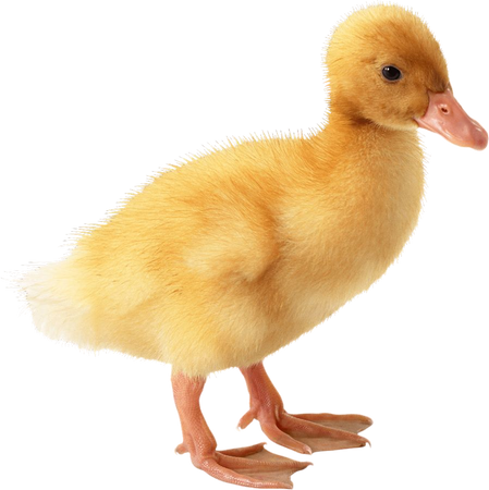 duckling png - Google Search