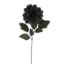 Black dahlia flower - Google Search