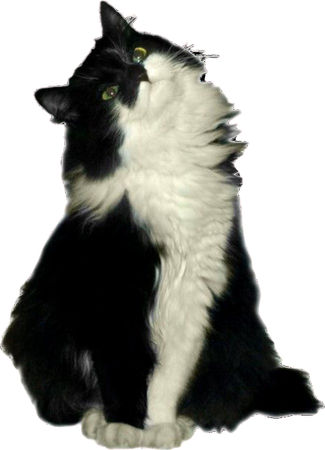 black white png filler cat