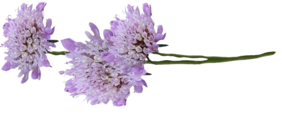 Purple Flowers Stem