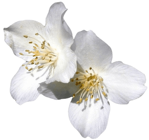white flower png filler