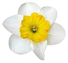 white daffodil clipart - Google Search