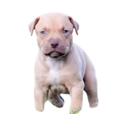 pit bull puppy - Google Search