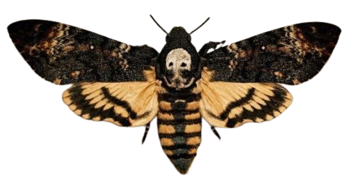Death’s head moth