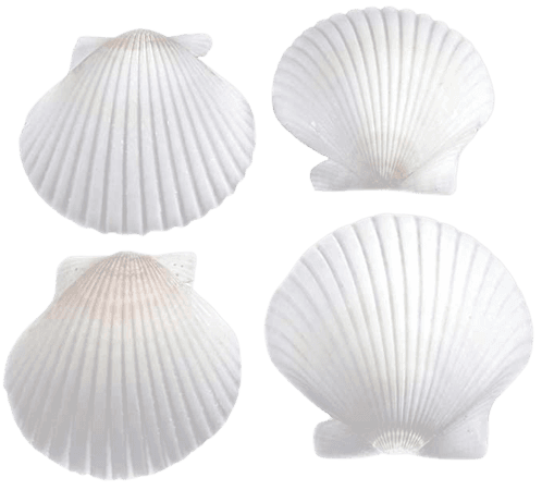 Amazon.com: FSG - 25 White Florida Scallop Shells (about 2") Seashells for Beach Wedding Decor and Ocean Crafts: Home & Kitchen