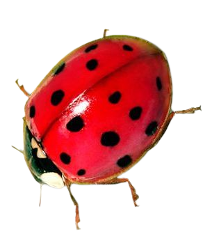 red ladybug png filler