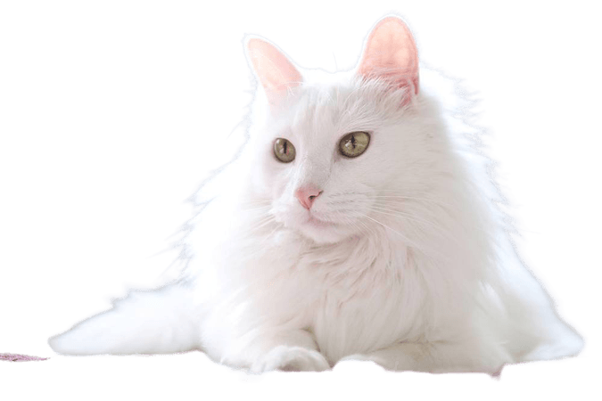 pets white cats - Google Search