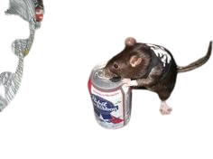 Drunk Rat