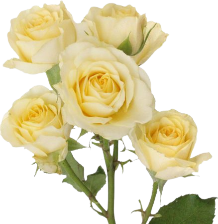 Pale Yellow Wholesale Spray Roses | FiftyFlowers