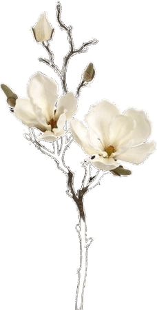White Flower pngs