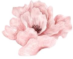 pink flower png - Google Search