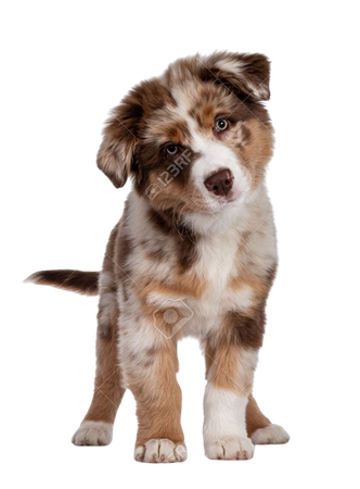 Cute Red Merle White With Tan Australian Shepherd Aka Aussie Dog Puppy, Standing Facing Front. Looking Towards Camera With Cute Head Tilt, Mouth Closed. Isolated On A White Background. Stock Photo, Picture And Royalty Free Image. Image 171377544.