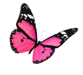 pink & black butterfly