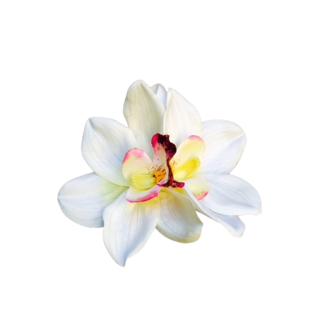 Tropical White Double Orchids Flower Hair Clip - Etsy